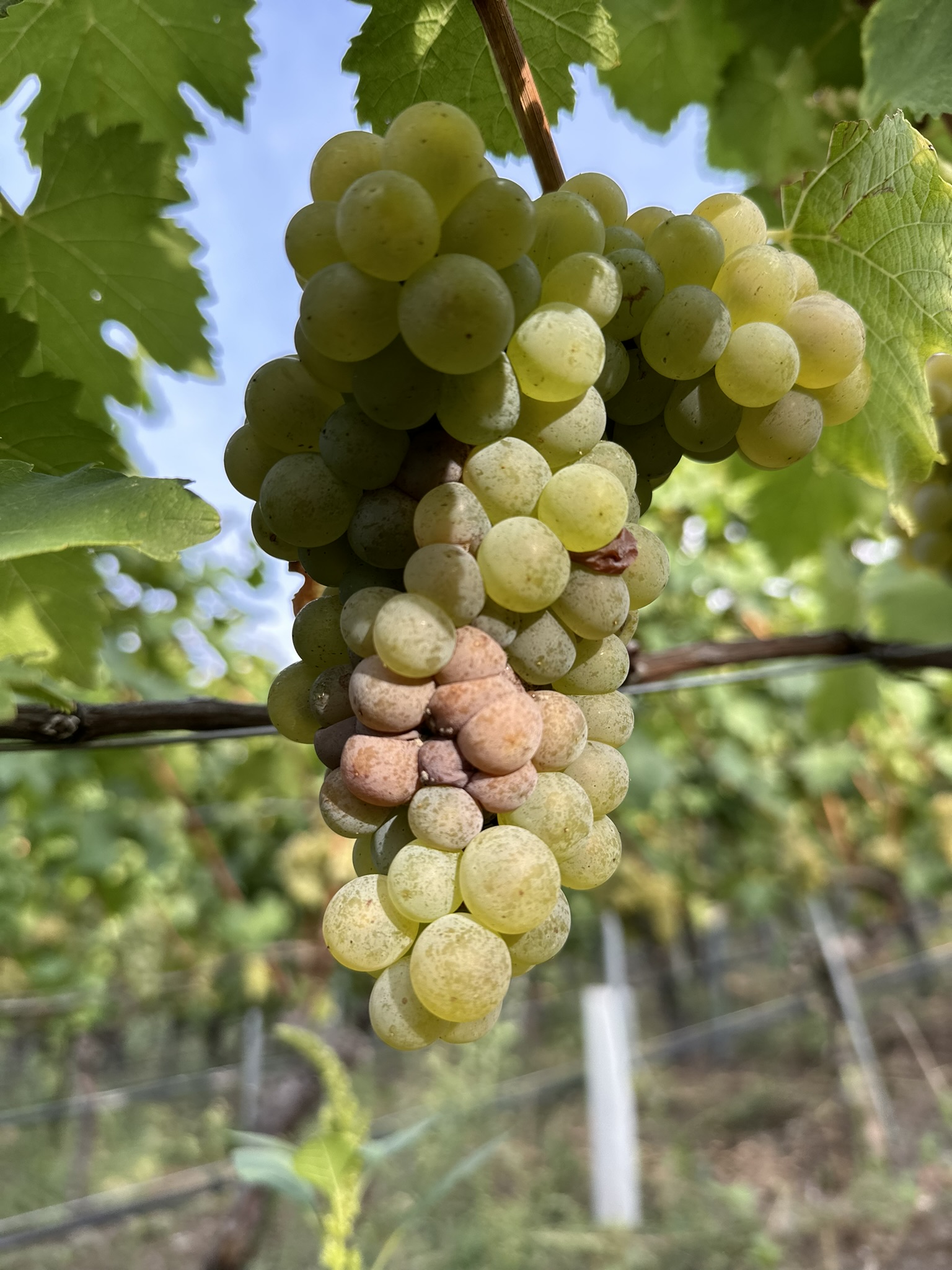 Graufäule / Botrytis